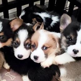 Pembroke Welsh Corgis from Space City Corgis