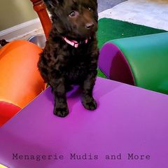 Mudi Puppies from Menagerie Mudis & More