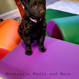 Mudi Puppies from Menagerie Mudis & More