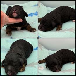 Boy 1 - Phantom male Poodle puppy in Wheatland, California from Sapphire Ridge Poodles