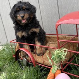 Darth Vader - Phantom Bernedoodle puppy in Salem, Utah from Doodle Doodle Dogs