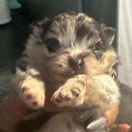 Blue - Blue merle male Pomeranian puppy in Kansas City, Missouri from S&K Pomeranians