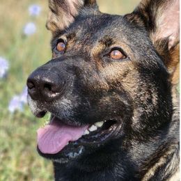 German Shepherds from Von Taygetos German Shepherds