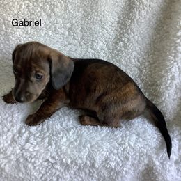 Dachshund Puppies from Bella’s Puppies