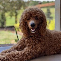 Penny - Poodle