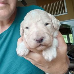 John Adams - Yellow and white male Bernedoodle puppy in Woodland, Georgia from Bethel Doodle Ranch