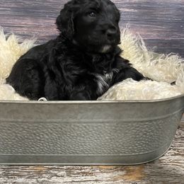 Bernedoodle Puppies from Oodles of Doodles