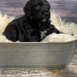 Bernedoodle Puppies from Oodles of Doodles