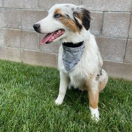Iris - Australian Shepherd