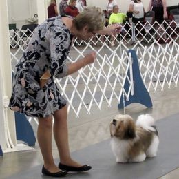 Havanese All Grown Up from Marylee's Havanese