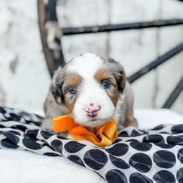 Skittles (Orange Collar) - Blue merle male Aussiedoodle puppy in Sharpsburg, Georgia from Steindoodles