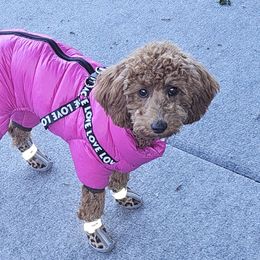 Tru - Poodle
