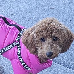 Tru - Poodle