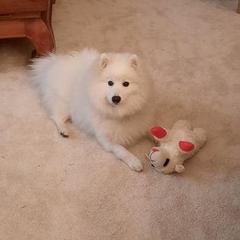 Japanese Spitz Puppies from Irenne Magoulas