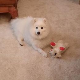 Japanese Spitz Puppies from Irenne Magoulas