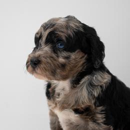 Hattie phantom merle girl - Merle female Goldendoodle puppy in Lafayette, Alabama from Sweethaven Kennels