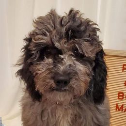 Goldendoodles and Poodles from Doodles & Poodles by Tiki