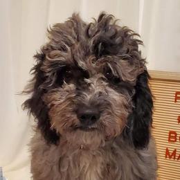Goldendoodles and Poodles from Doodles & Poodles by Tiki