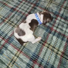 Dark blue male - Liver roan male German Shorthaired Pointer puppy in Osawatomie, Kansas from Doyle’s GSP