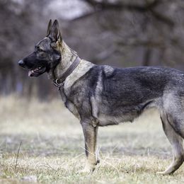 Segali - German Shepherd