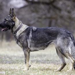 Segali - German Shepherd