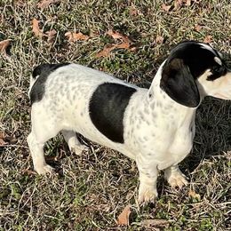 Lettie - Dachshund