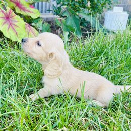 Dachshund Puppies from Lala’s Pups