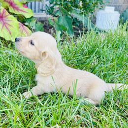 Dachshund Puppies from Lala’s Pups