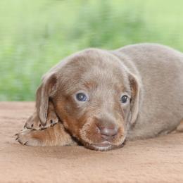 Puppy A AKC Purebred DNA Tested Parents Family Raised - Fawn (isabella) and tan female Dachshund puppy in Haines City, Florida from Divine Poodle Paradise Standard Poodles & Divine Dachshunds
