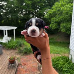 Marina - Black, white and red female Greater Swiss Mountain Dog puppy in Chester, Illinois from Hilltop Swissys