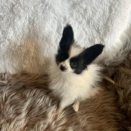 Knight - White and black male Papillon puppy in Missouri from Lovely Acres