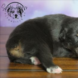 Sicily - Black tri-color female Australian Shepherd puppy in Fultonville, New York from Sandy Aussies & Pomeranians