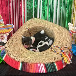 Pink collar- Sofia - Black brown and white female Basset Hound puppy in Park City, Kansas from Stegmans Basset Hounds