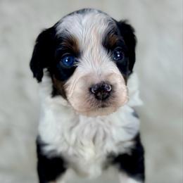 BTF2 - Black tri-color female Aussiedoodle puppy in Prague, Oklahoma from Classic K9’s  Aussies & Doodles