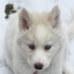Leila - White female Siberian Husky puppy in Slippery Rock, New Jersey from Stone Ridge Huskies