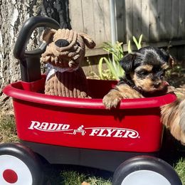 Barkley - Black & tan tri-color male Morkie puppy in Walla Walla, Washington from Linda Sherman
