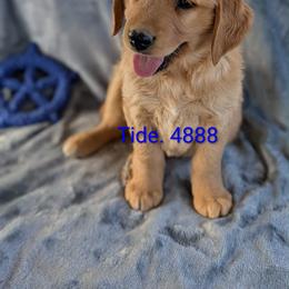 Tide - Dark golden male Golden Retriever puppy in Parker, Colorado from Legacy Ranch Golden Retrievers