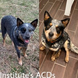 Australian Cattle Dog puppies from Institute Australian Cattle Dogs