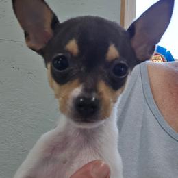 Earl - White black and tan male Toy Fox Terrier puppy in Leeton, Missouri from Foxlace Farms Toy Fox Terriers