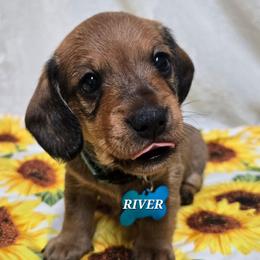 River-wirehair - Red male Dachshund puppy in Blair, Oklahoma from North Fork Doxies-Okla