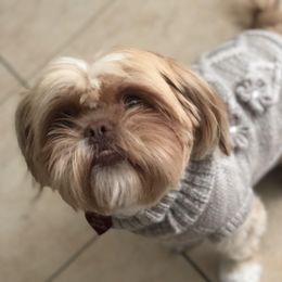 Hazel - Shih Tzu