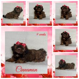 Cinnamon - Red female Shih Tzu puppy in Yelm, Washington from Lala's All Star Shih Tzu