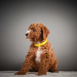 French Fry - Yellow Collar - Apricot female Schnoodle puppy in Caldwell, Idaho from Boise Doodle Co.