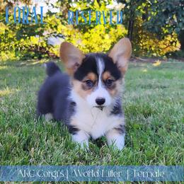 Coral - Black and tan female Pembroke Welsh Corgi puppy in Pine Village, Indiana from NL Horsemanship