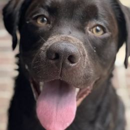 Labrador Retrievers from Davenport Hollow