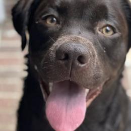 Labrador Retrievers from Davenport Hollow