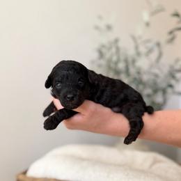 Shocker - Black female Goldendoodle puppy in Ivins Utah, Utah from Luxi Paws Doodles