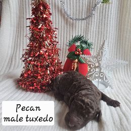 Pecan - Poodle puppy from Cuddley-Poods Moyen poodles