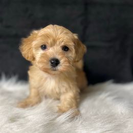 Maggie - Apricot female Maltipoo puppy in Oakland, Kentucky from Imperial Dogs