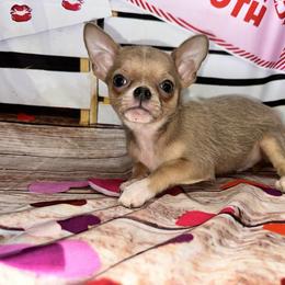 Pongo - Chocolate blue male Chihuahua puppy in Palmyra, Indiana from Country Star Chihuahuas